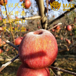 �����Ĵ��}Դ�O�����ɽ���O���������O�������O����ɽ�O��Apple