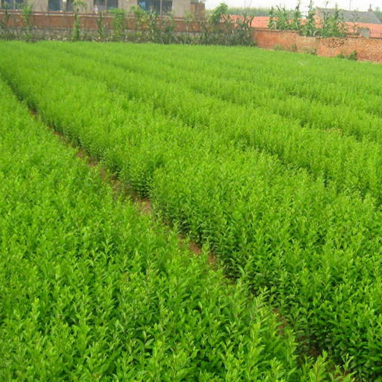 Маленькие саженцы с зеленым листовым воском, северные морозостойкие красочные саженцы, зеленый пояс, живая изгородь, цветочные кустарники, саженцы для ландшафтного проекта