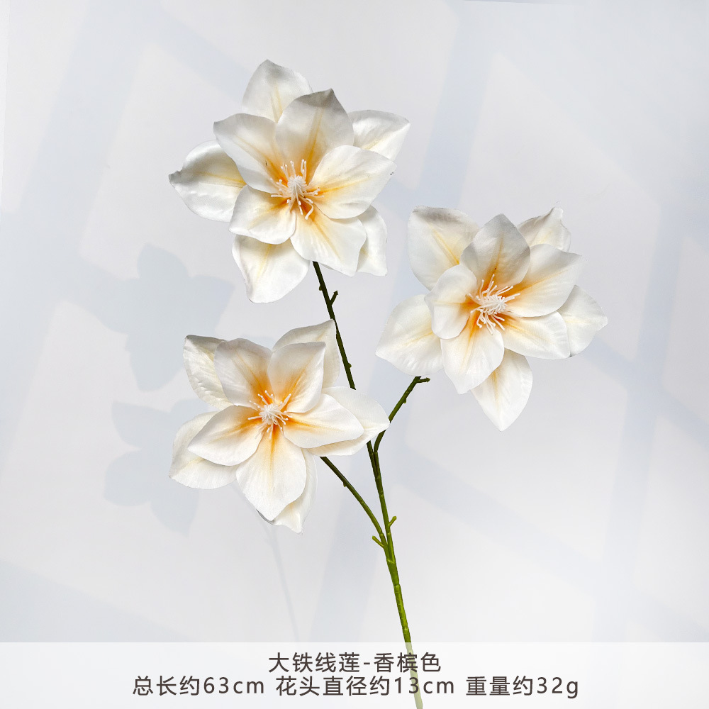 MJ-大铁线莲-香槟