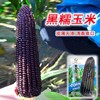 Black sweet glutinous corn skin thin, glutinous sweet fresh food sticky black glutinous corn seeds summer sweet plus glutinous precocious hybrid adhesive corn