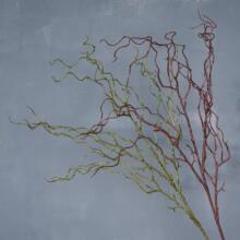 �����֦�����廨�������ֲ��廨���z��֦֦�l�廨��ļҾ��b�