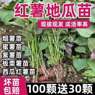 ɽ�|����25̖��t����ع�������������������ϼt�߮a�t���Nֲ��