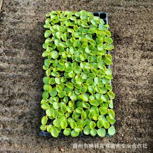 �󻨺���Ѩ�P��G�~�t���t�~�t������Ѩ�P����������ļ��ﺣ����