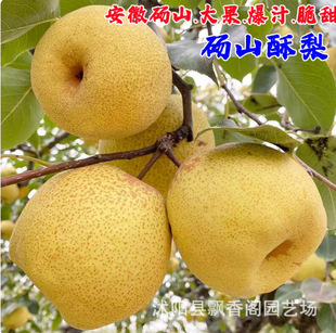 ���ڼ޽����箔��Y����Ʒ�N�������ȫ�ͺ��ϱ����Nֲ�o�������