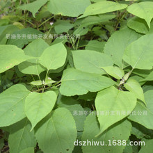 ����@��ֲ�� ���ݳ�ɽ ��ͩ �˽���ͩ ��������ľ����