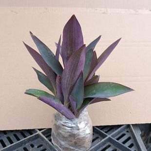 �҃��̨���@�������_�m���Ųݵ��m�������~������÷��ɫ