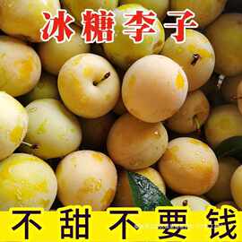甜冰糖李子四川蜂糖李子果新鲜桃花李蜂蜜奈李5斤水果包邮