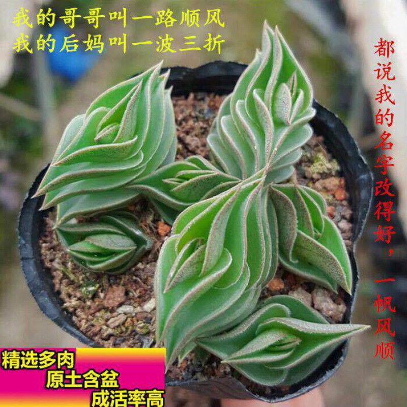 【Smooth Sailing 5 Lessons with Potted Plants for Easy Delivery】Smooth Sailing Potted Succulent Plants Fun and Prosperous Plants