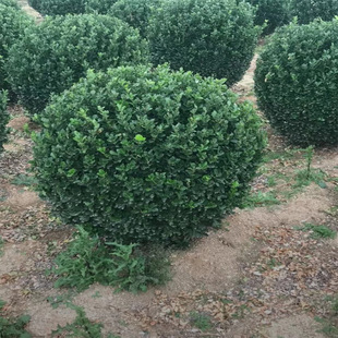 ���س��۴��~�S�� Ʒ�N�Rȫ 80-1.8�����󃞻ݹ��� �e�� ���@