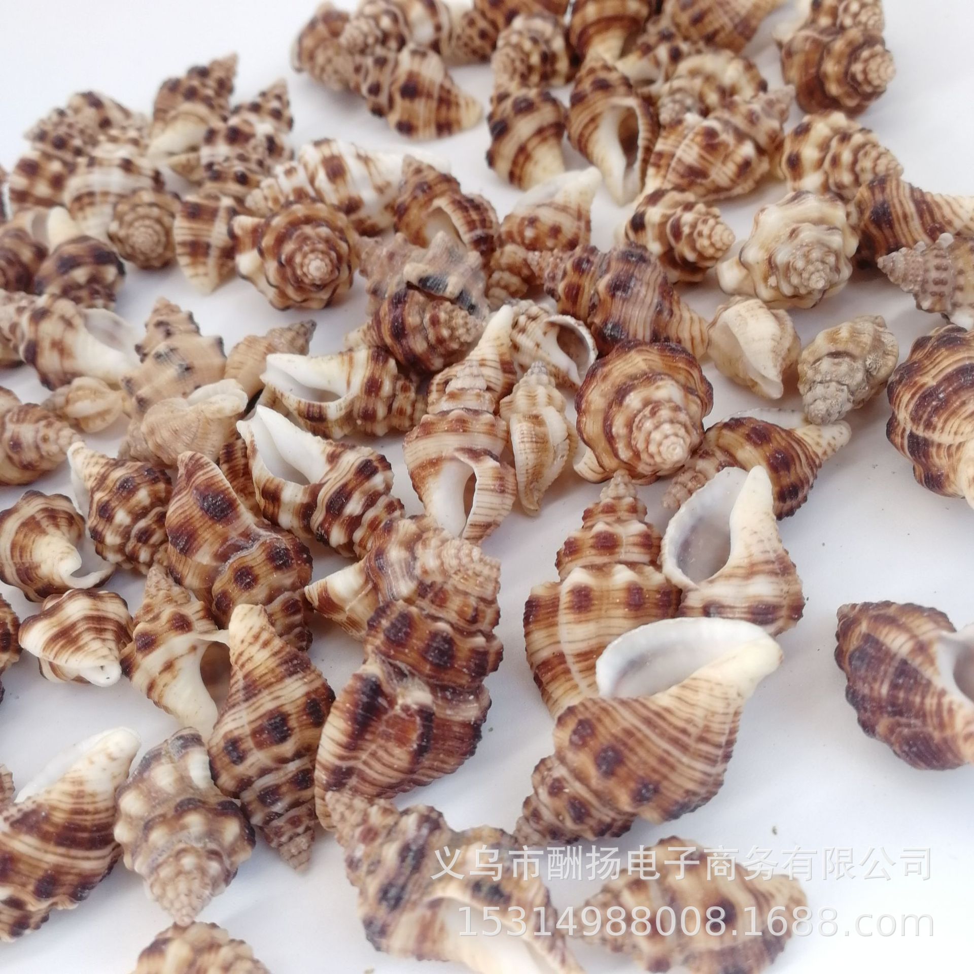 贝壳海螺蜡螺v：13375797367