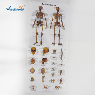 Human body skeleton model 180CM1 to 1 human skeleton detachable whole body skeleton model medical model