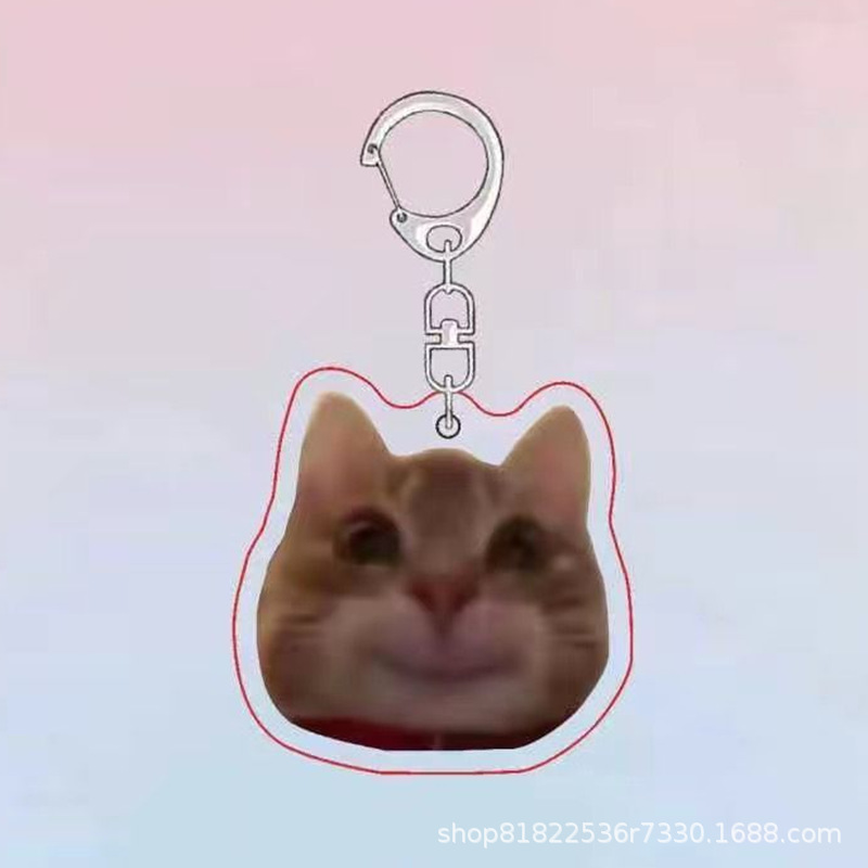 투약 고양이 B6668