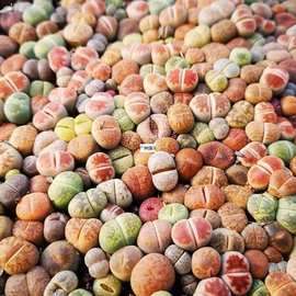 生石花番杏科多肉植物彩色花切糕新手套餐南非混合屁股花送盆土源