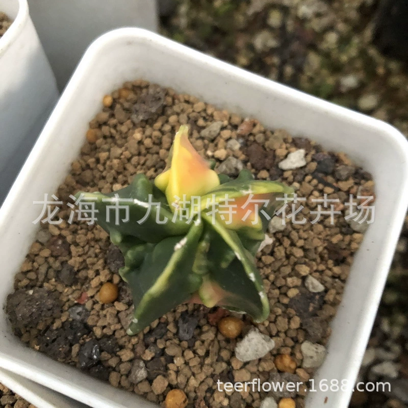 Пион парча орех Луан Фэн Джейд Парча Черепаха Раковина Карман V-образный карман Прямая продажа в теплице