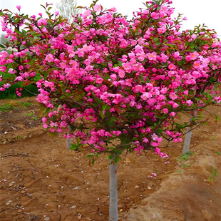 �������Ę��籱�����Ĵ��z���Ę��ͺ��ͺ����Ե���ͥԺ�G��������