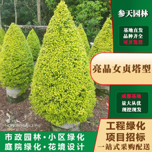 亮晶女贞塔型高度冠幅100~150公分亮晶女贞造型树苗木基地供应