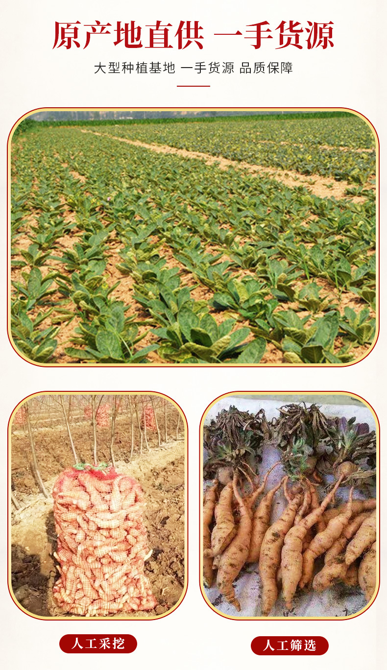 Dried Rehmannia Root Slices Sheng Di Huang 500g Henan Raw Herb for Decoction and Soup overview