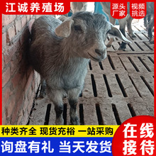 ۻwɽ򲨠ɽ򲨠ɽN ɽ