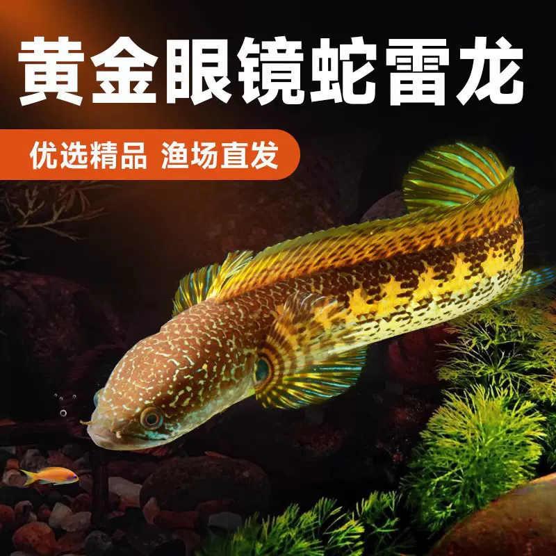黄金眼镜蛇雷龙鱼大型凶猛观赏鱼好养耐活热带鱼橙斑
