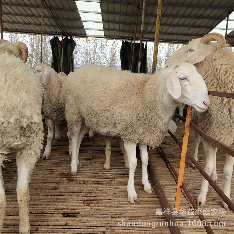 哪里卖小尾寒羊种公羊 澳洲白羊 波尔山羊 小尾寒羊 黑山羊
