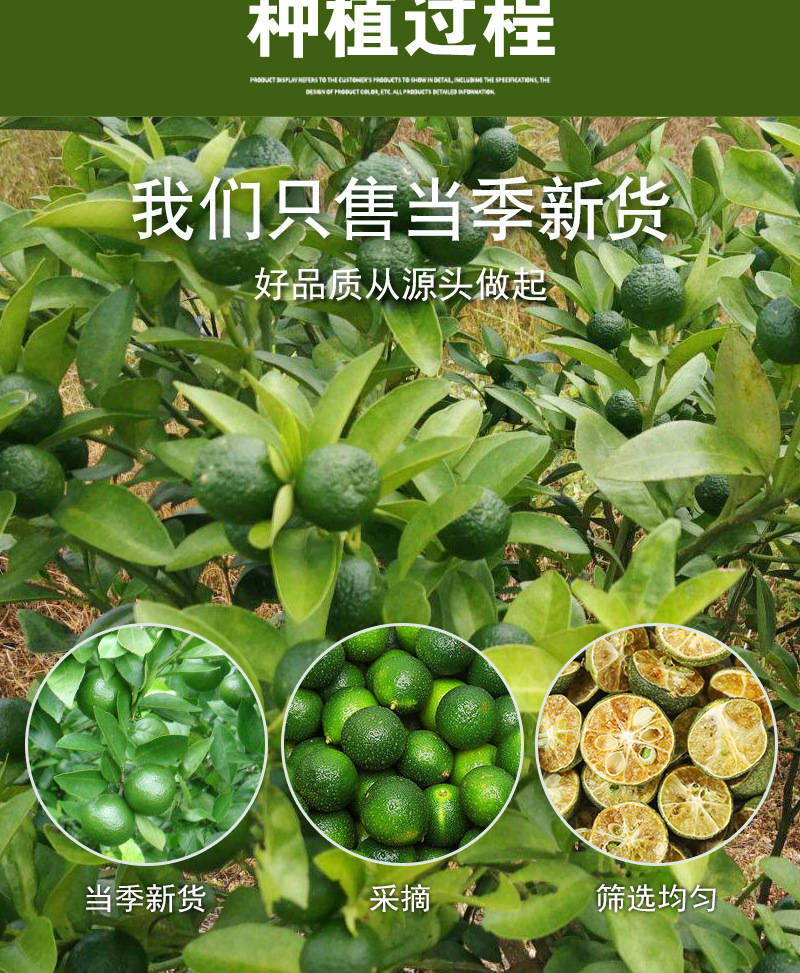 Freeze-Dried Green Kumquat (Citrus microcarpa) — Cold-Brew Fruit Tea Ingredient preparation