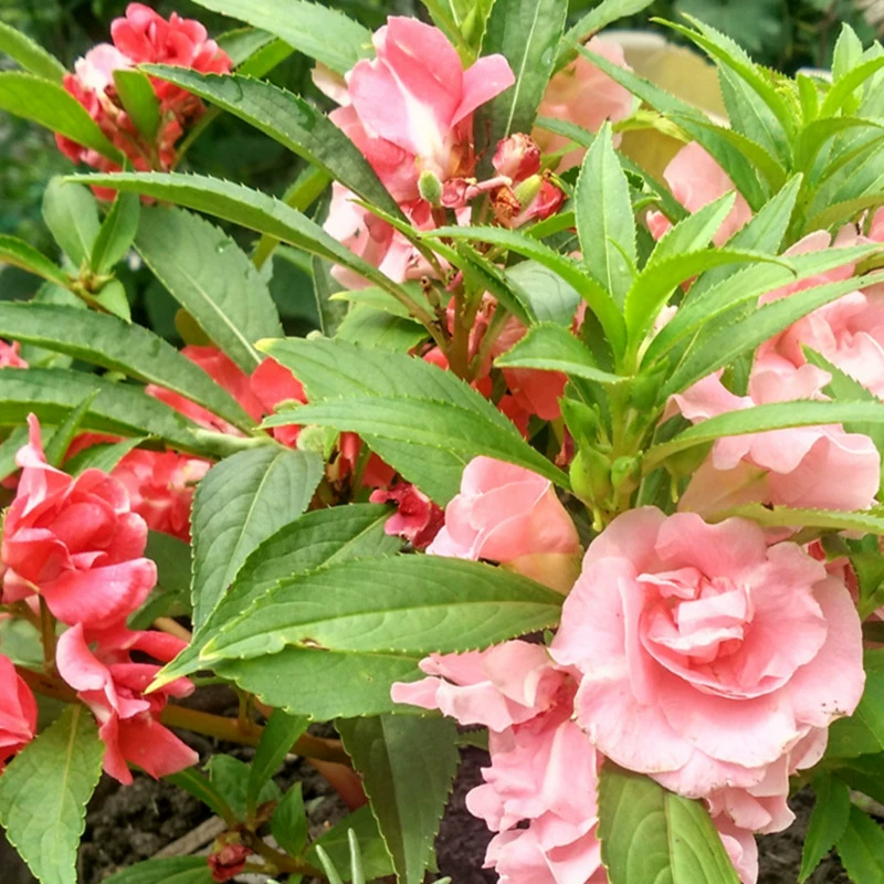 Бессмертный студент Экспериментальный костюм Семена Разноцветные Семена Цветов Золотой Феникс Легко жить Четыре сезона Семена садовых цветов в горшке