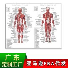 速卖通人体解剖海报 英文版骨骼肌肉医用挂画 血脉头颅科普装饰画