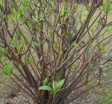 һ�����lͥԺֲ��Y����Y�㻨��ľ���ܽ�������YM������������