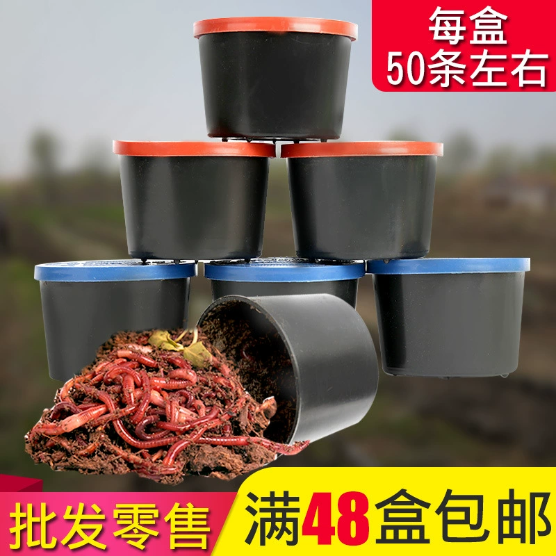 Коробка земляных червей для рыбалки, живая приманка, крупные красные земляные черви, живая коробка, красные черви, рыболовная приманка, живая приманка оптом