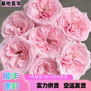 云南昆明单头玫瑰产地直发粉荔枝玫瑰花生日礼物节日纪念七夕礼物-阿里巴巴