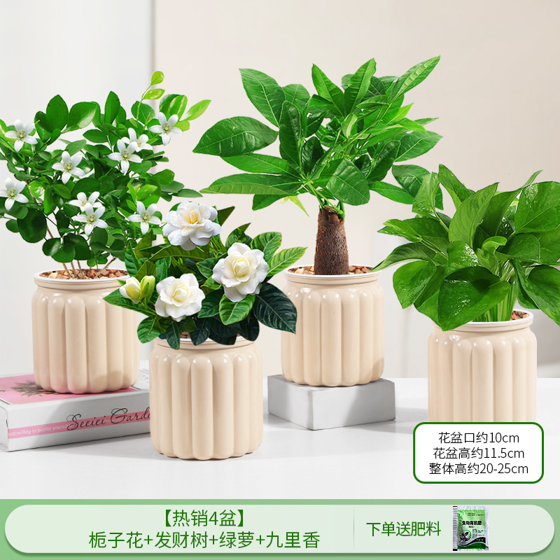 [베스트셀러 4화분] 치자나무 + 돈나무 + 청무 + 구리향