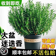 �Ե������Կ�ʳ��������ֲ����籡��ˮ�໨�ܾGֲ���̨��ţ��