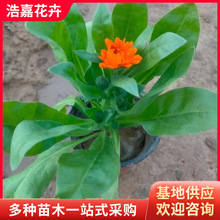 ��K���r������  25�����pɫ���ͺ��ջ��绨����С����u���L����