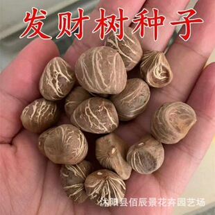 �lؔ��N���ļ��҃Ȼ��ܾGֲ���ԷN����ؔ������N���׷Nֲ