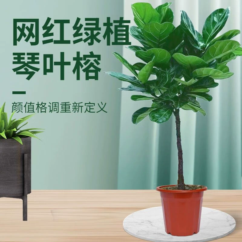 Фикус с листьями скрипки, зеленое растение, гостиная в скандинавском стиле, большое резиновое дерево в горшке, растение с большими листьями, поглощающее формальдегид, цветок в офисе