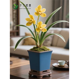 兰花矮种盆栽植物名贵品种兰草花花卉神童冠金边兰花苗带花苞盆景