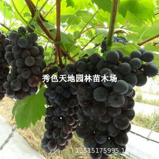 �޽����ј���ڰ��������Ѻڰ��������ѹ������ϱ����Nֲ����Y��