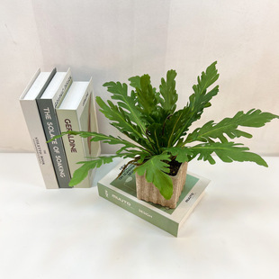 ����Gֲ18Ƭ�����~�Ꭷֲ��ާ��~�̈���cܛ�bֲ�������Ļ�