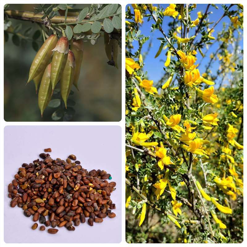 柠条籽拧条锦鸡儿荒漠防风固土沙林水土干旱护坡小灌木白柠条种子