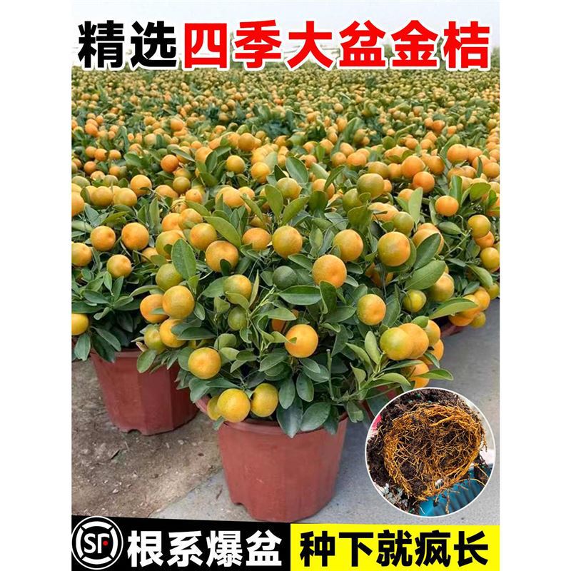 Kumquat Tree Saplings with Fruits in the Fruiting Period, Edible All-Season Kumquat Crispy Saplings, Living Room Indoor Fruit Tree Potted Plants