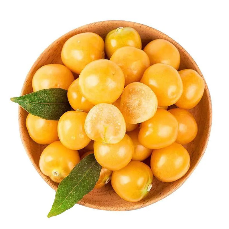 Heilongjiang Goji Berries Fresh Fruit Lantern Fruit Whole Package Free Shipping Direct from the Place of Origin Goji Berries Dropshipping Heilongjiang Goji Berries Fresh Fruit Lantern Fruit Whole Package Free Shipping Direct from the Place of Origin Goji Berries Dropshipping