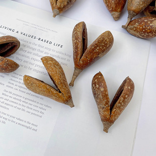 ��Ȼֲ��������M�ڸɻ����Ո����bɹ��������쾰�״������