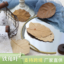 �F���~�Ӹɲ����l �ɉ����Ĕz����DIYֲ���b����˱��~��������