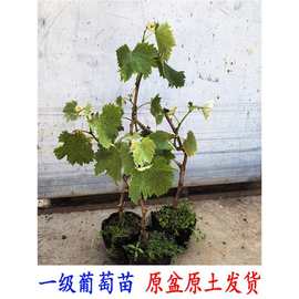带花原盆原土阳光玫瑰妮娜皇后巨峰葡萄苗矮化阳台盆栽葡萄树果苗