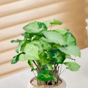 �G���`�Ϲ�������k���҃ȿ͏d����Gֲ �������� ��ݗ������՚�