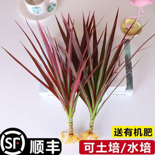 Wtˮ߲FǧľˮBBGֲ҃[ļˮ