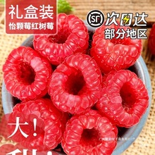 红树莓鲜果孕妇水果覆盆子稀有热带云南怡颗莓新鲜大树梅顺丰当季
