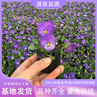 ����ţ�����갫��ţ��r��ܾGֲ����ͥԺ�^��ֲ��ر��ݻ�����