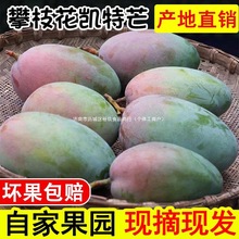 （自产自销）正宗四川攀枝花凯特芒果新鲜大青皮水果应季整箱包邮