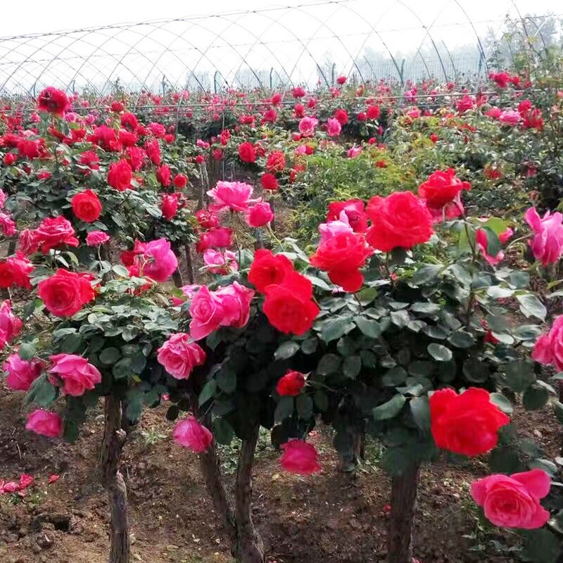 Базовые Оптовые Зеленые растения цветы в форме дерева Китайская Роза в горшке Сад наземная посадка Китайская Роза Европейская Роза в форме дерева Китайская Роза